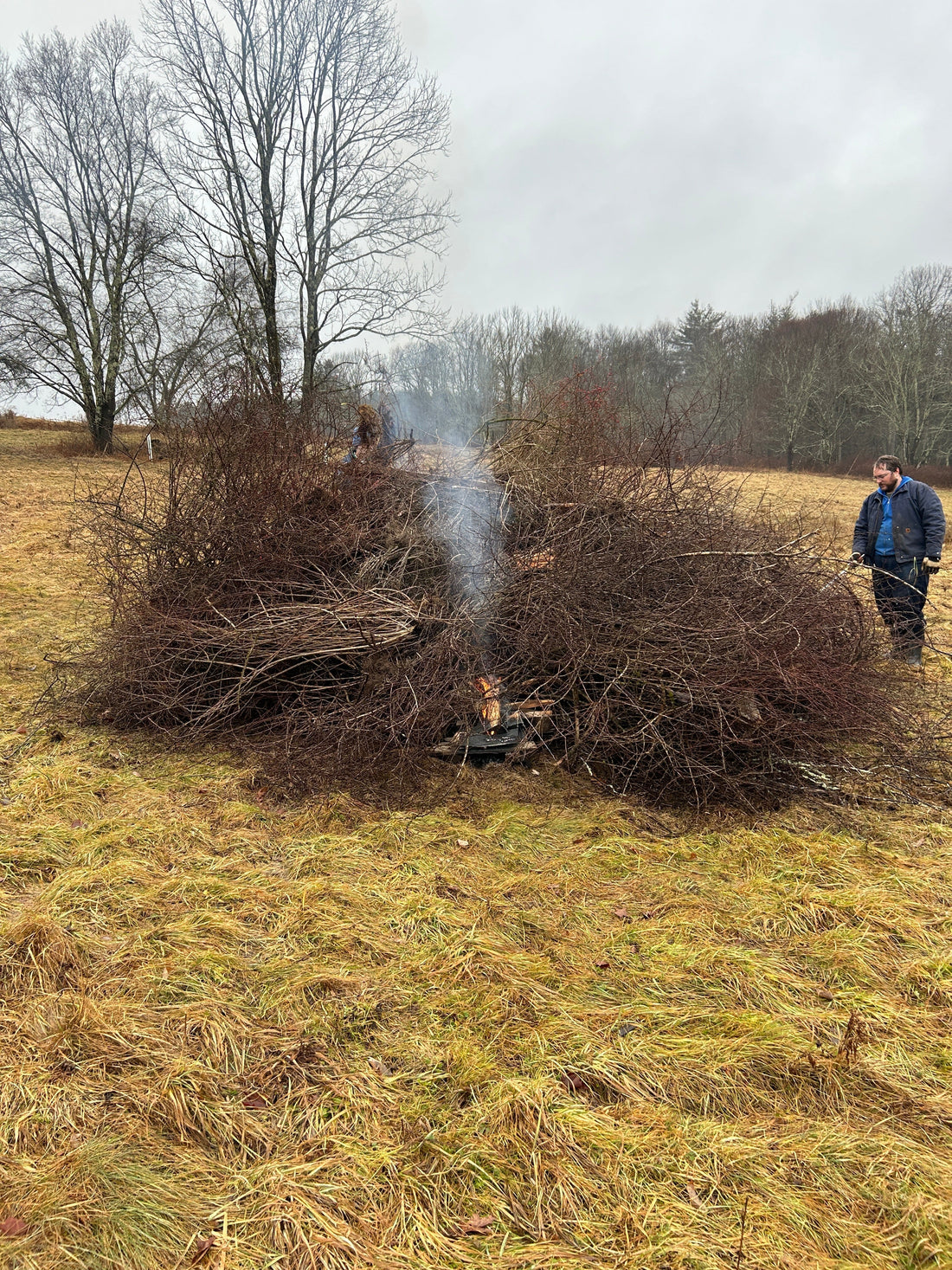 A huge pile of tractor-pulled Japanese Barberry slowly catching on fire while a man in a blue jacket supervises