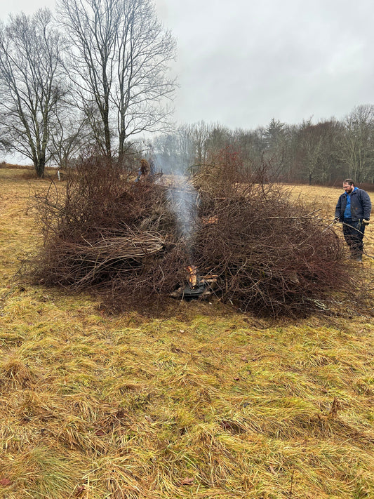 A huge pile of tractor-pulled Japanese Barberry slowly catching on fire while a man in a blue jacket supervises