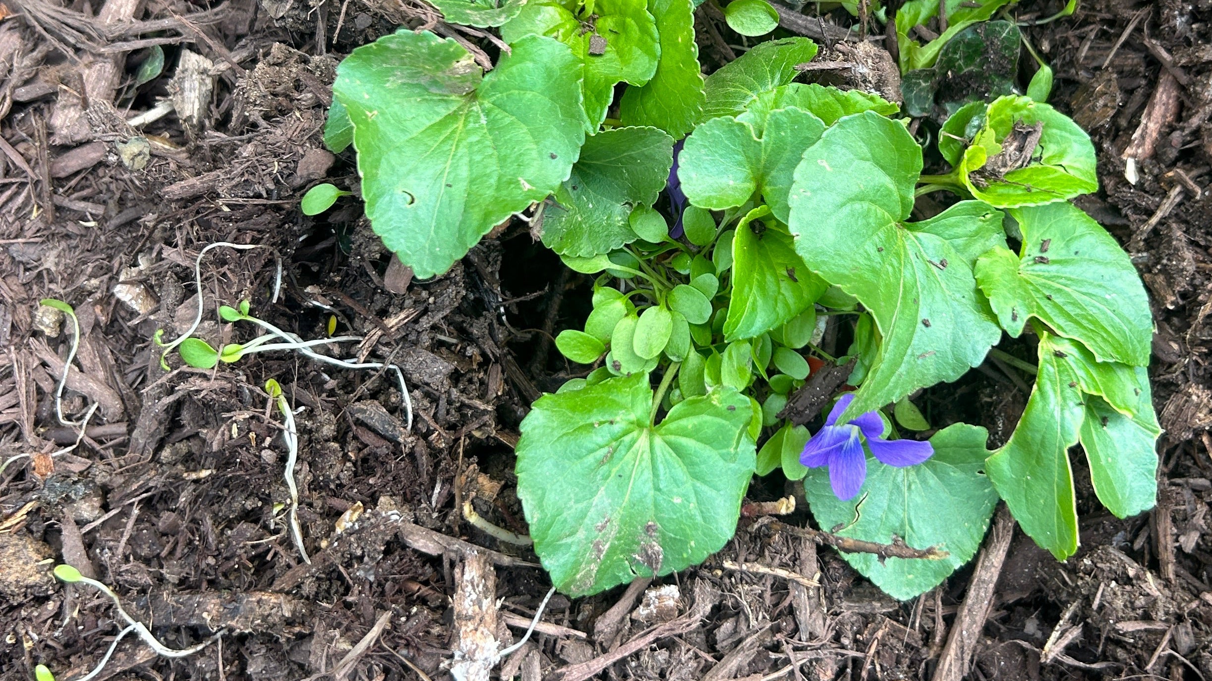 A cluster of green leafy violets with small purple flowers growing in dark brown mulch.