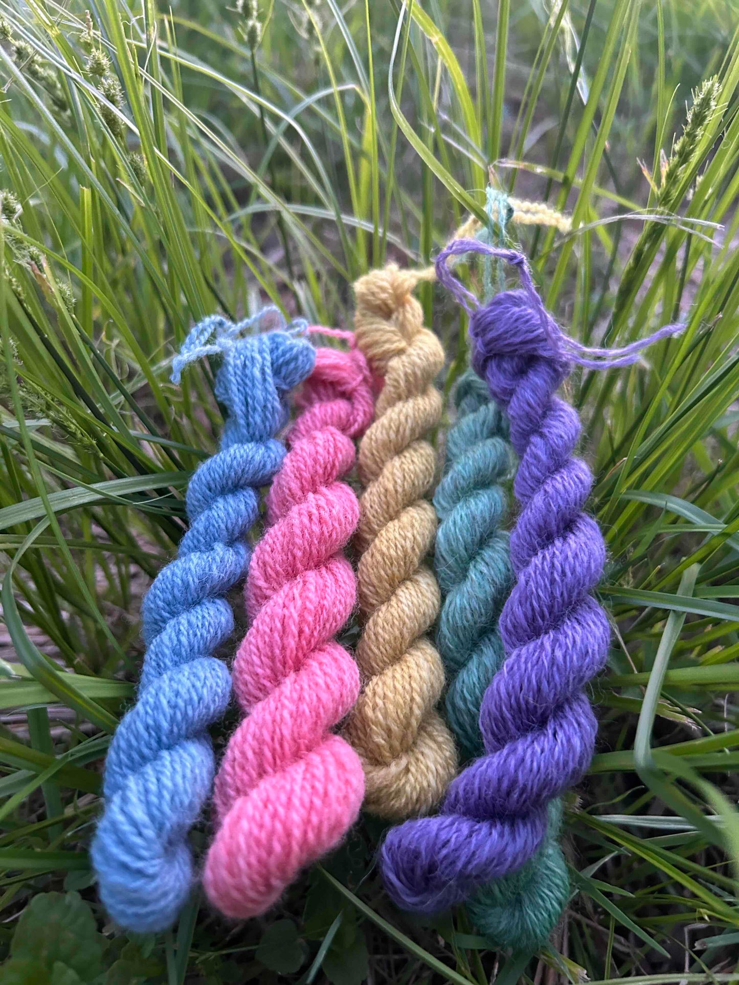Five small twisted yarn skeins in blue, pink, yellow, green, and purple lying on a green mace sedge outside in the evening light.